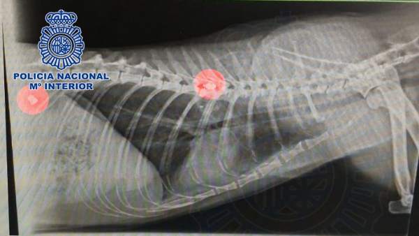 Radiografía de la gata muerta Radiografía de la gata muerta