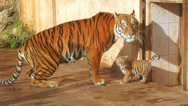 Tigre nacido en Cabárceno Tigre nacido en Cabárceno