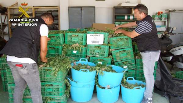 Invernadero 9.000 plantas de Marihuana Invernadero 9.000 plantas de Marihuana