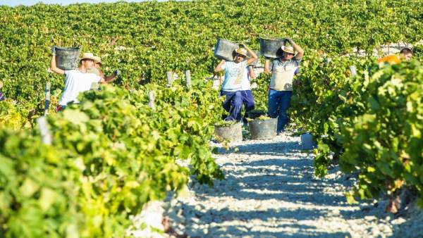 Vendimia 2018 en Jerez Vendimia 2018 en Jerez