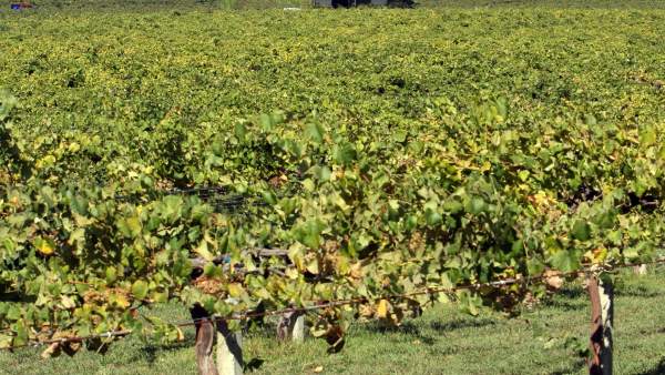Vendimia en As Rías Baixas Vendimia en As Rías Baixas