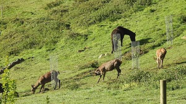 Plantación de árboles junto a animales Plantación de árboles junto a animales