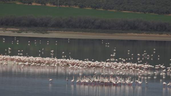 Flamencos fuente de piedra cría reproducción Flamencos fuente de piedra cría reproducción