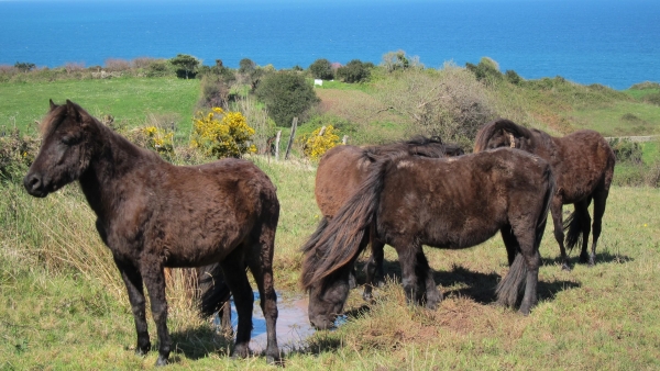 Caballos asturcones Caballos asturcones