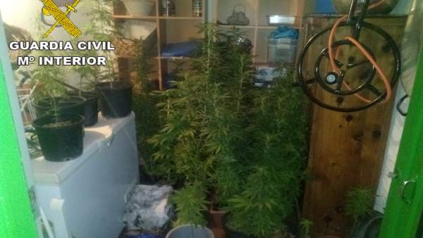 Plantas de Marihuana Plantas de Marihuana