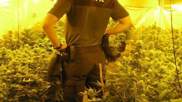 Plantación de marihuana hallada por agentes de la Benemérita en el Viso Plantación de marihuana hallada por agentes de la Benemérita en el Viso
