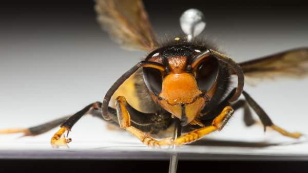 La avispa invasora 'vespa velutina' La avispa invasora 'vespa velutina'