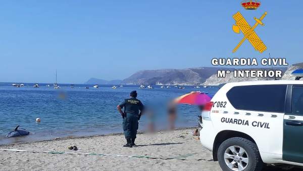 Retiran un delfín mular varado en la playa Aguamarga. Retiran un delfín mular varado en la playa Aguamarga.