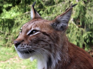 Ejemplar de lince europeo