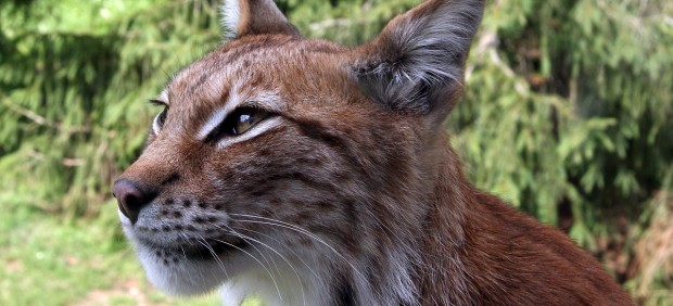 Ejemplar de lince europeo