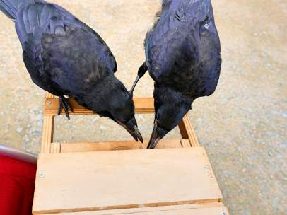Cuervos en el parque Puy du Fou