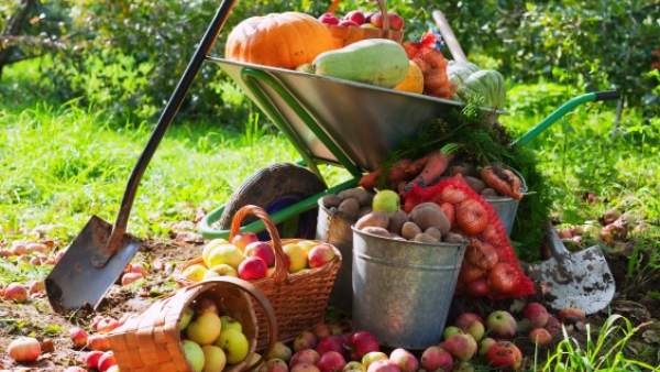 Resultado de imagen para cultivo de verduras en andalucia