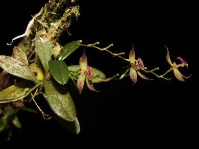 Perú anuncia el descubrimiento de nueva orquídea en la selva central del país
