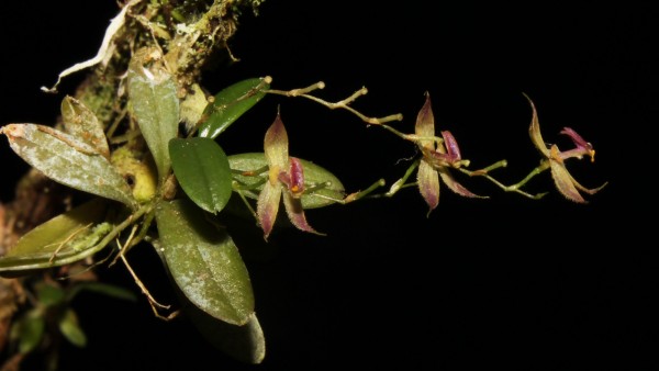 Perú anuncia el descubrimiento de nueva orquídea en la selva central del país Perú anuncia el descubrimiento de nueva orquídea en la selva central del país