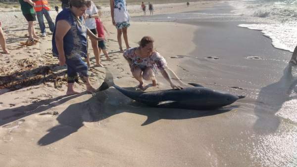 Delfín varado en la playa de Mórdomo, en Laxe (A Coruña) Delfín varado en la playa de Mórdomo, en Laxe (A Coruña)
