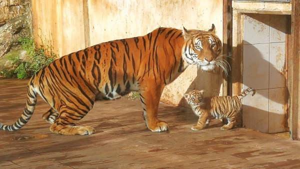 Tigre nacido en Cabárceno Tigre nacido en Cabárceno