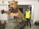 León disecado