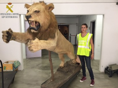 León disecado