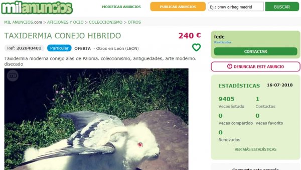 Conejo híbrido Conejo híbrido