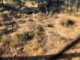 Lince