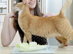 El truco para que tu gato te haga caso cuando le llamas por su nombre