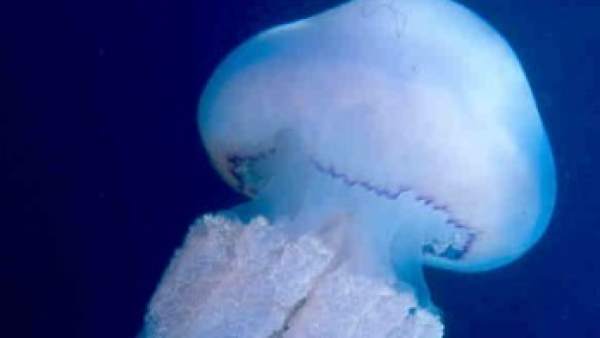 Rhizostoma pulmo Rhizostoma pulmo