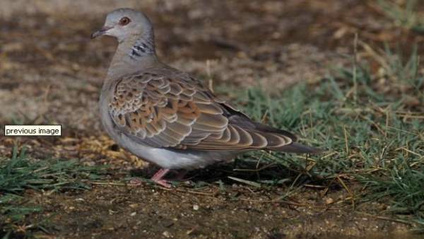 Tórtola europea Tórtola europea