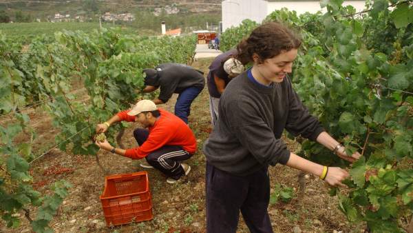 La vendimia en el Ribeiro La vendimia en el Ribeiro
