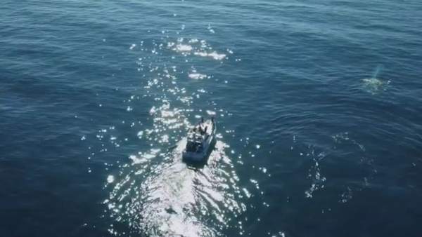 Ballena Ballena