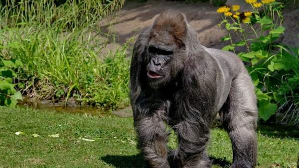 Muere Fritz, el gorila más viejo de Europa Muere Fritz, el gorila más viejo de Europa