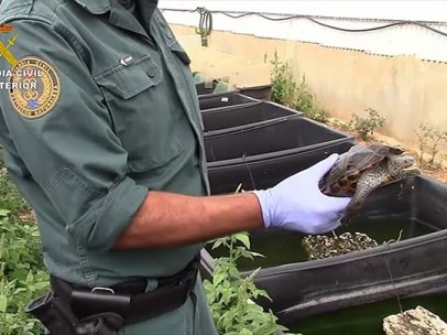 Tráfico ilegal de tortugas