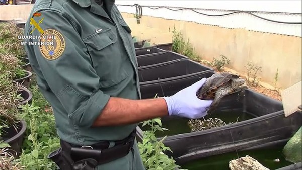 Tráfico ilegal de tortugas Tráfico ilegal de tortugas