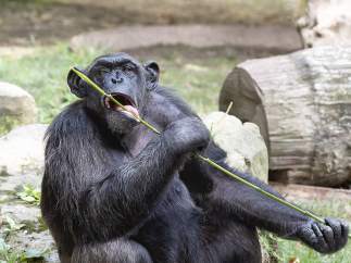 Chimpancé en el Zoo de Barcelona