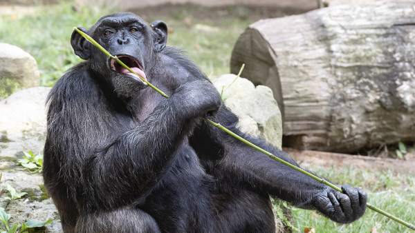 Chimpancé en el Zoo de Barcelona Chimpancé en el Zoo de Barcelona