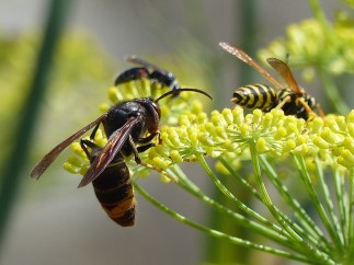 Avispa asiática