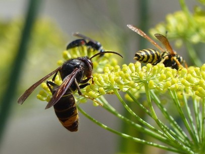 Avispa asiática
