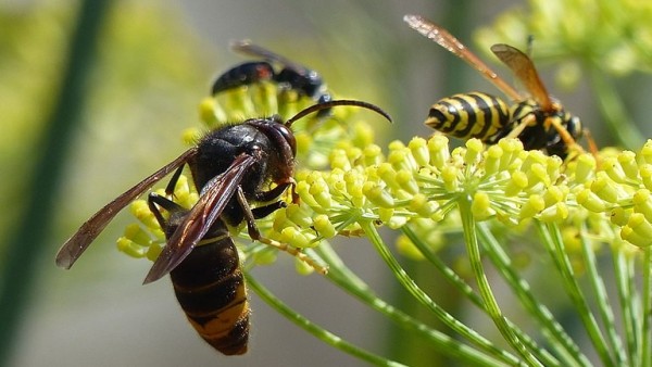 Avispa asiática Avispa asiática