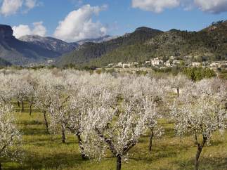Almendros en flor en la Serra de Tramuntana