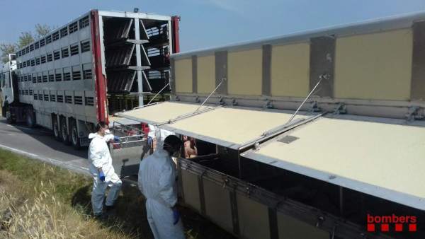 Un camión que transportaba 500 cerdos ha volcado en la C-241d en Montblanc Un camión que transportaba 500 cerdos ha volcado en la C-241d en Montblanc