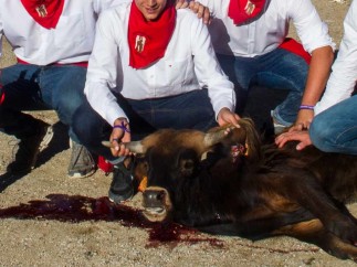 Pacma vídeo tortura becerros