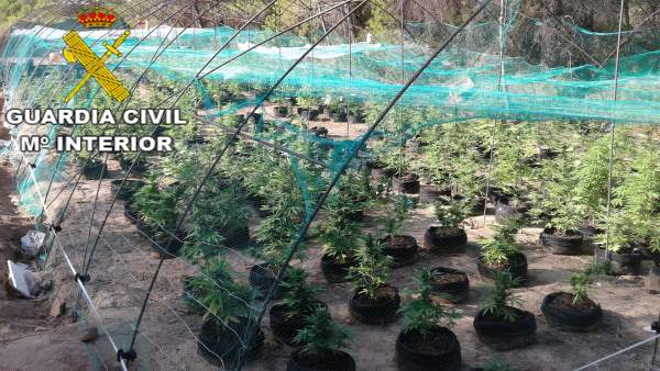 Plantación de marihuana. Plantación de marihuana.