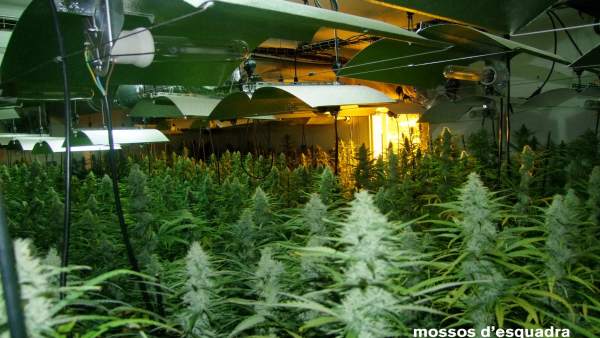 Cultivo de marihuana con 1.279 plantas en una casa de El Catllar (Tarragona) Cultivo de marihuana con 1.279 plantas en una casa de El Catllar (Tarragona)