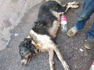Uno de los dos perros sobrevivió tras permanecer en el vehículo varias horas
