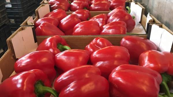 Pimiento california rojo gruventa Pimiento california rojo gruventa