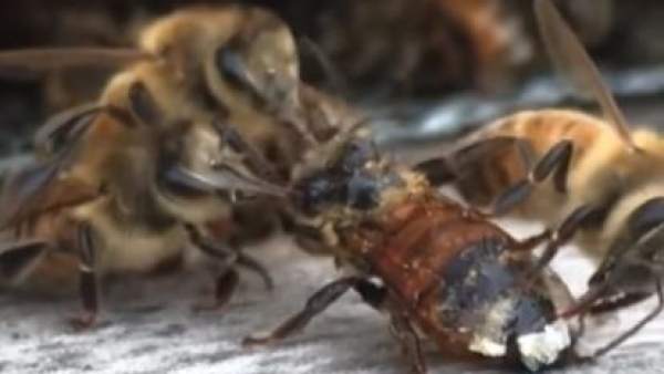 Abejas Abejas