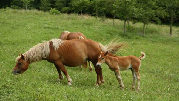 Caballos, caballo, potro, equino, yegua Caballos, caballo, potro, equino, yegua