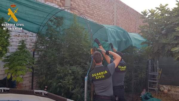 Agentes desmontan una de las plantaciones. Agentes desmontan una de las plantaciones.