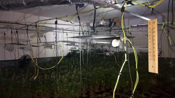 Plantación de marihuana desmantelada en Aznalcóllar Plantación de marihuana desmantelada en Aznalcóllar