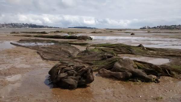 Mallas de protección retiradas de los parques de almejas en Santander Mallas de protección retiradas de los parques de almejas en Santander