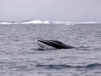 Ballenas
